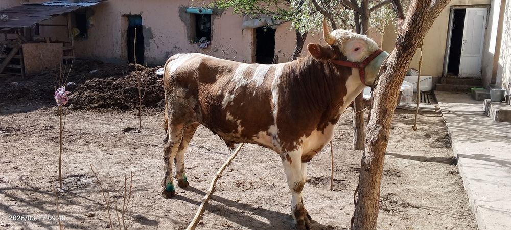 Smental hoʻkiz sotiladi