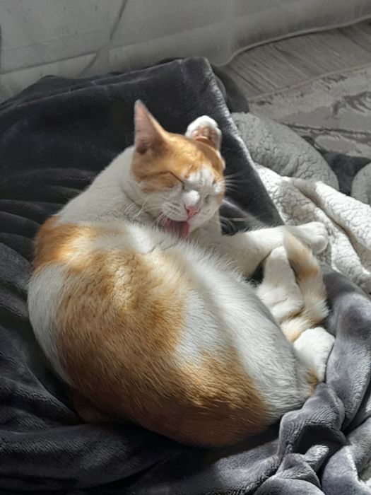 Рыжий Котик ищет дом