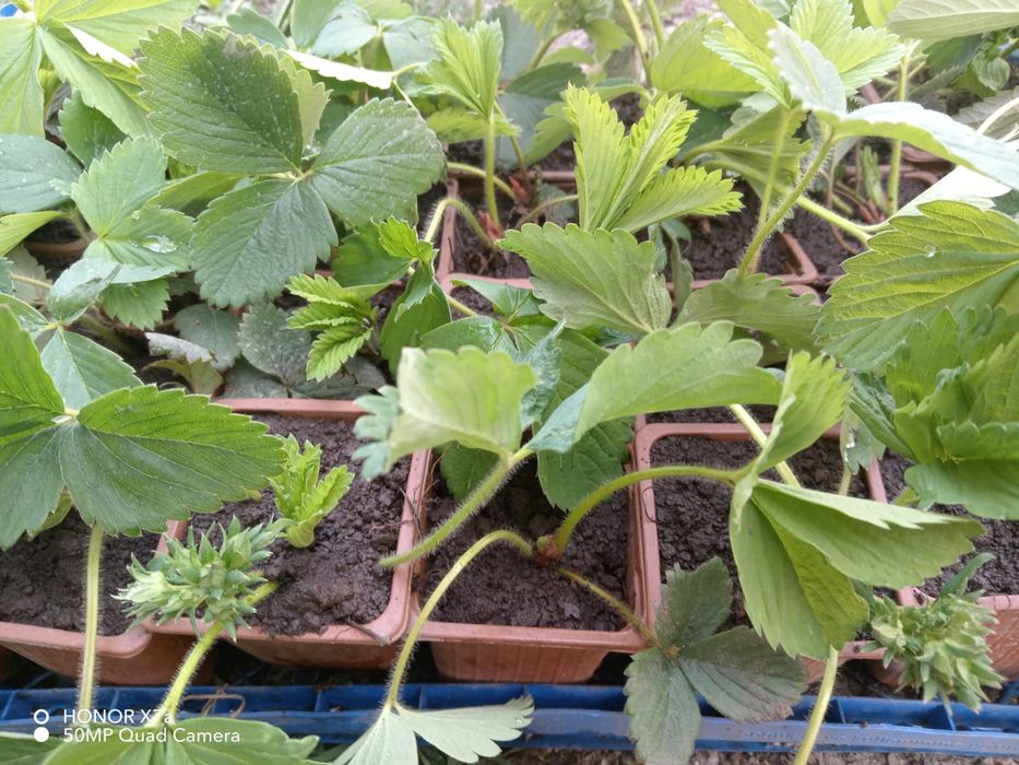 Stoloni capsuni remontante italia, butasi mur gigant Thornfree fara s