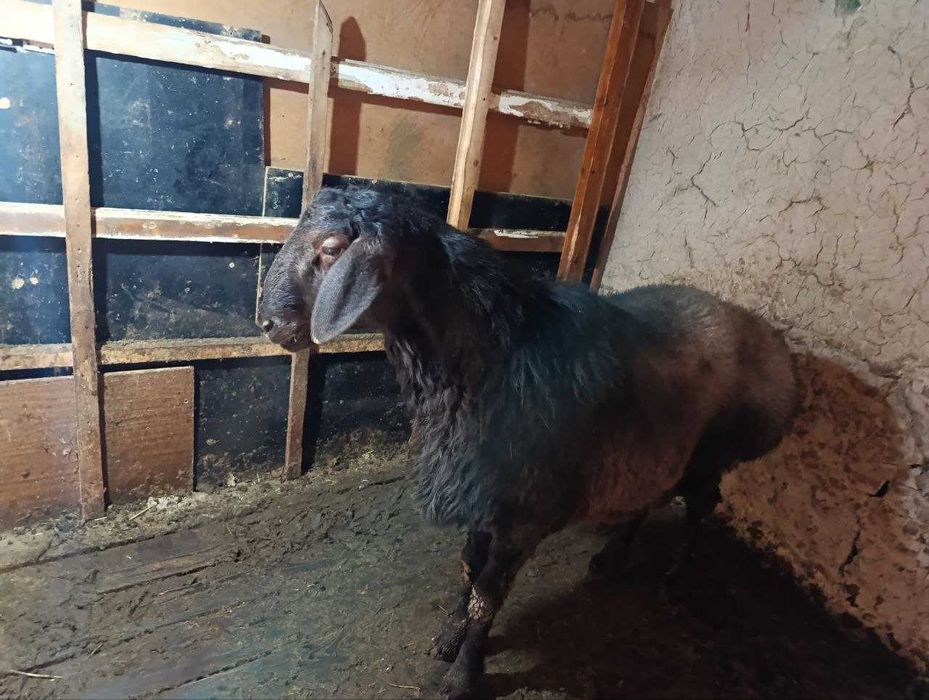 aqiqa va boshqa marosimlar uchun qo'chqor