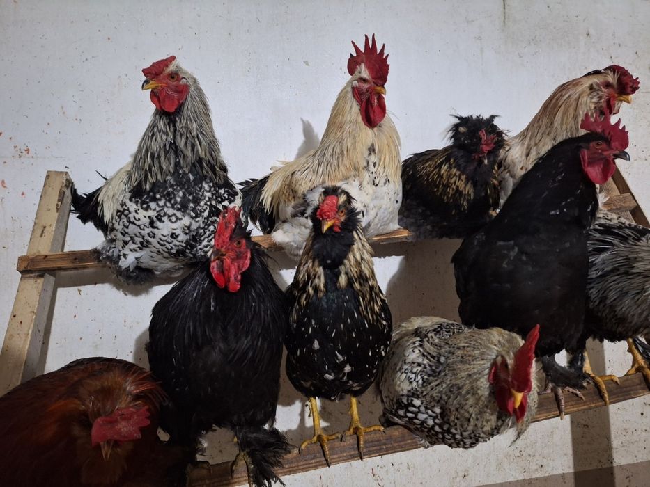 Vând cocoși strumski și metisuri