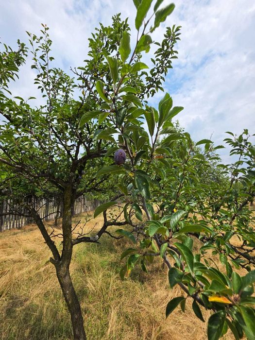 Teren intravilan Babana