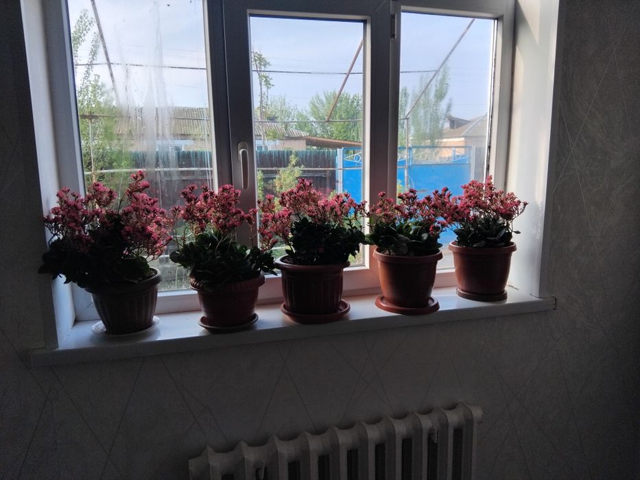 Гул домашний сатылады