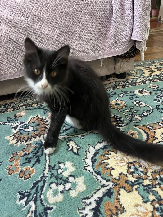 Котенок мальчик в добрые руки