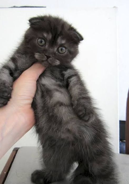 Котята мальчики и девочки 1.5 мес