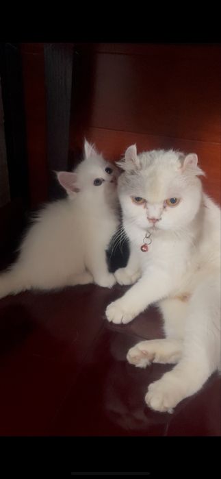 Белоснежная Мэйн Куниха