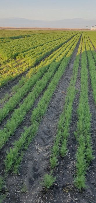 Mărar  verde cantitate
