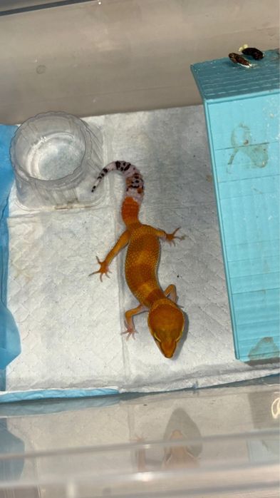 Эублифары разные