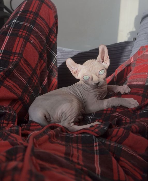 Сфинкс эльф котенок