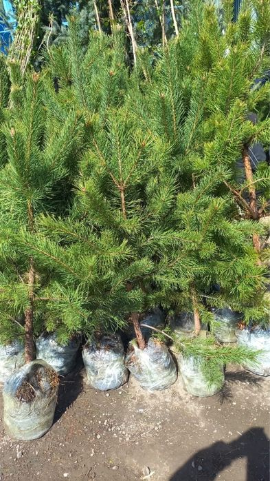 Сосна пихтовый  из Кокшетау