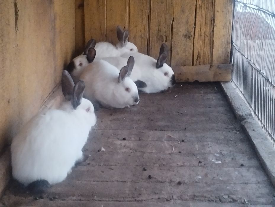 Quyonlar sotiladi 5 ta bolasi 4 oylik  bógan onasi 2marta tuqqan