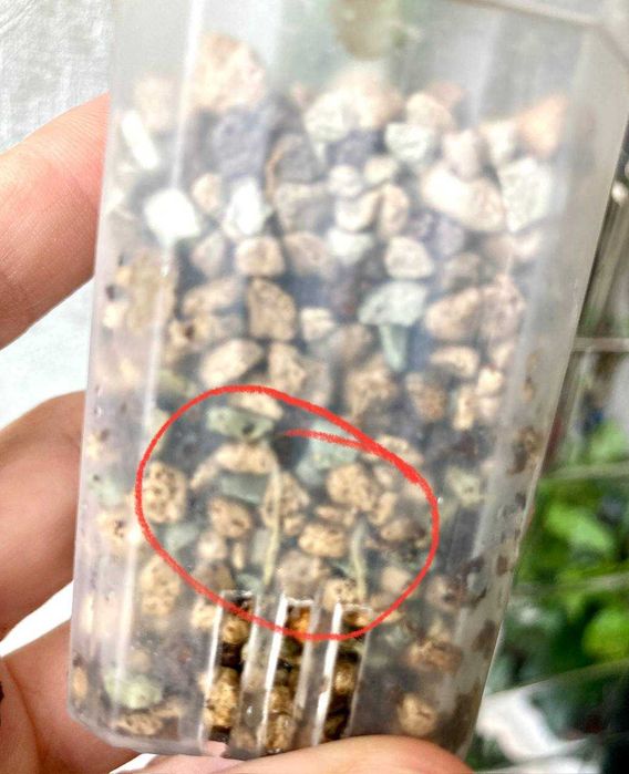 Суккулент Хуэрния Зебрина - красиво цветущий