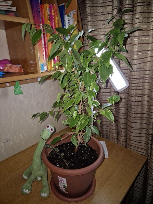 Фикус. Идеальное комнатное растение