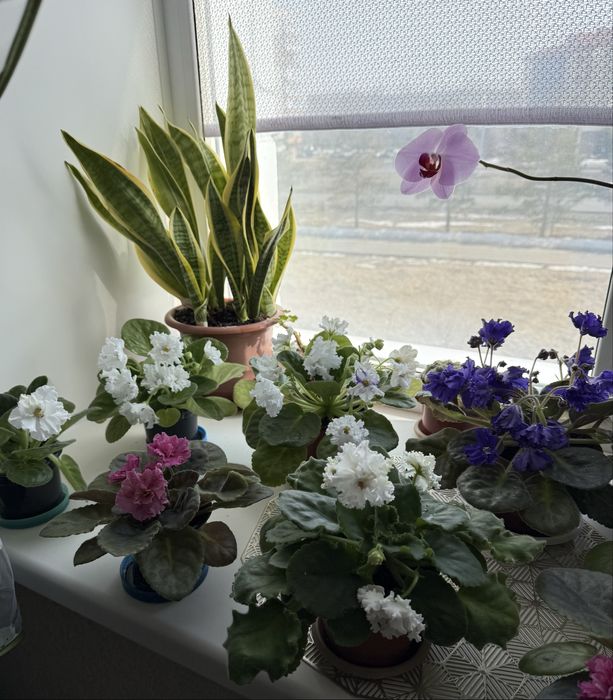 Продам цветущие фиалки 3000 тенге