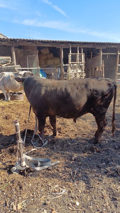 Бордакы буха ,2жас,950 мынг