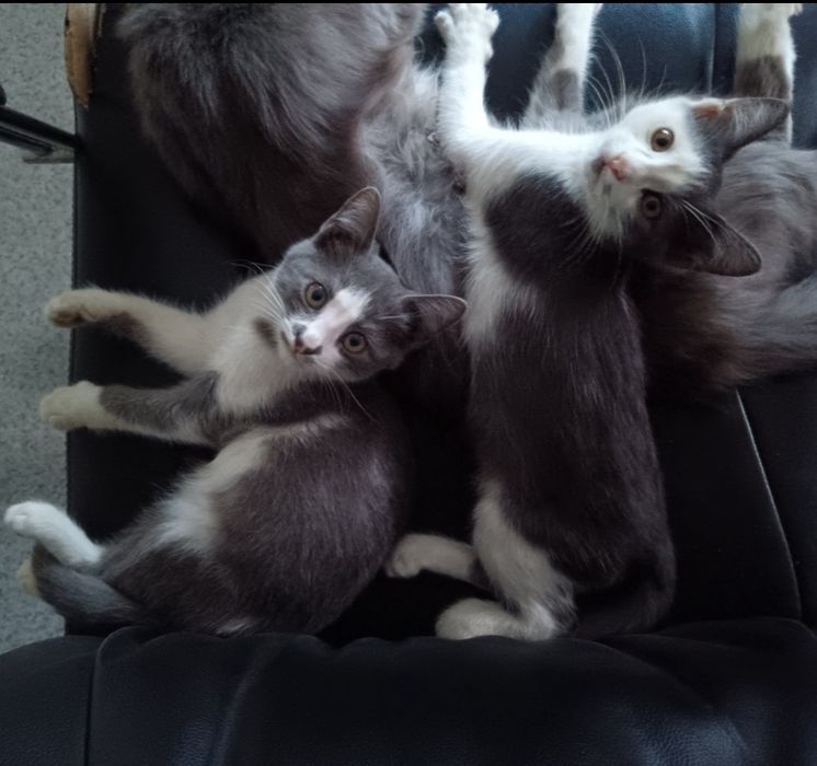 Котята бесплатно