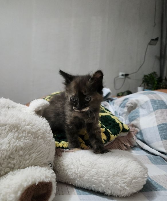 Отдам бесплатно котёнка