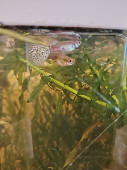 Водоросли аквариумные и рыбки гуппи.
