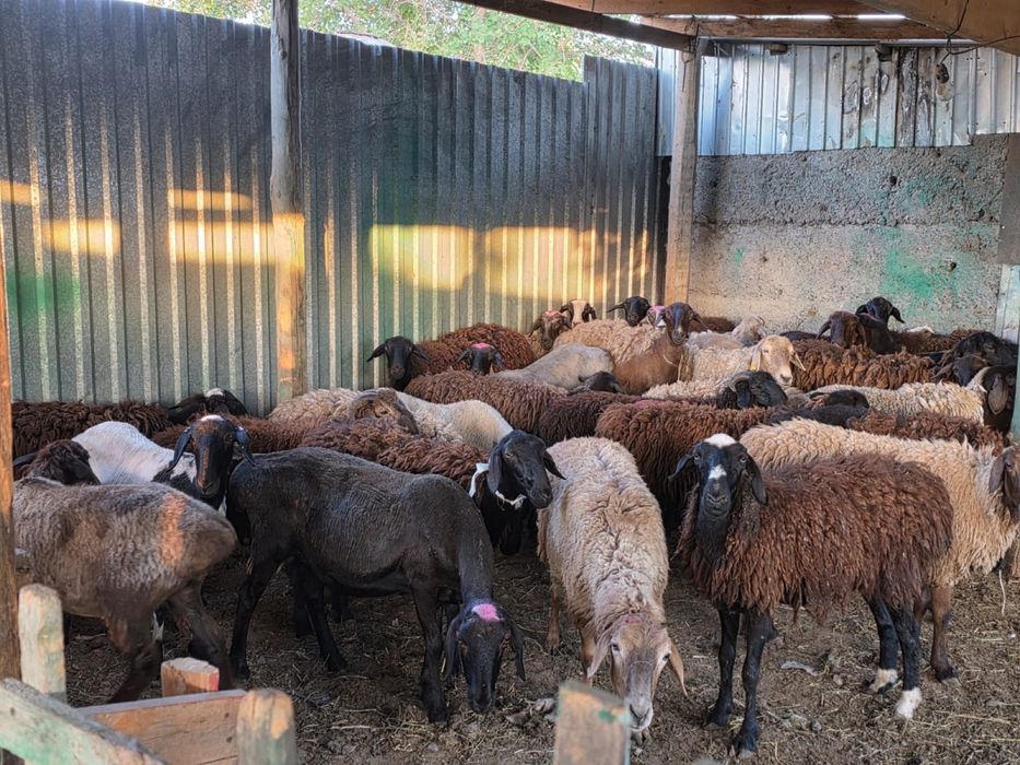 Қойлар әр түрлі бағада.