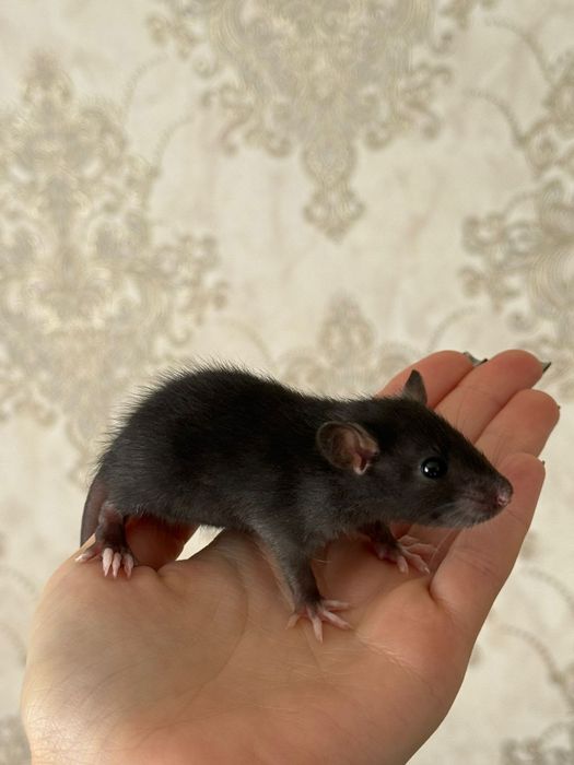 Крысы дамбо продам