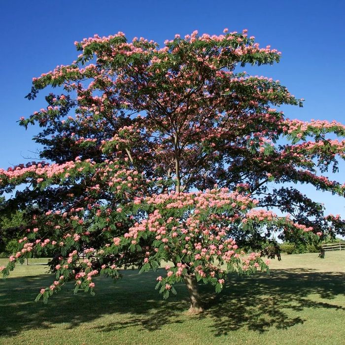 Albiția summer chocolatte diferite mărimi