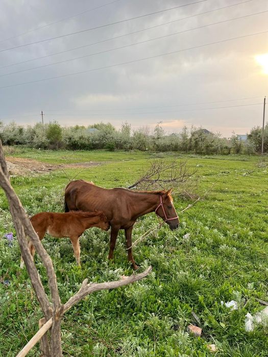 Бие сатылады срочна