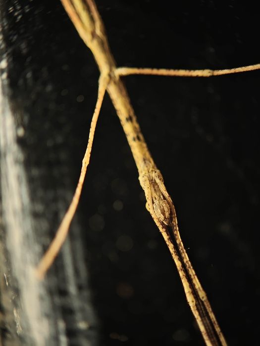 Stick insects - Walking sticks