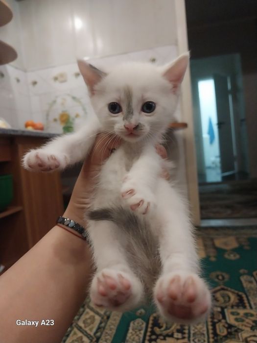 Отдам котят в добрые руки