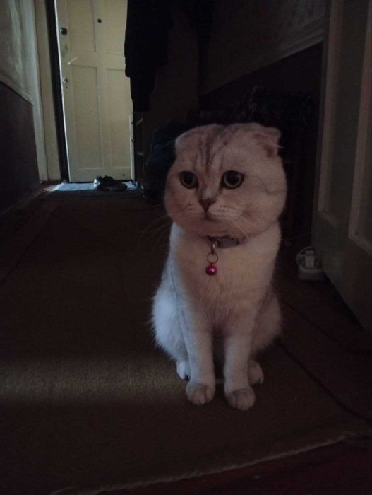 шотландская вислоухая кот (скоттиш-фолд).