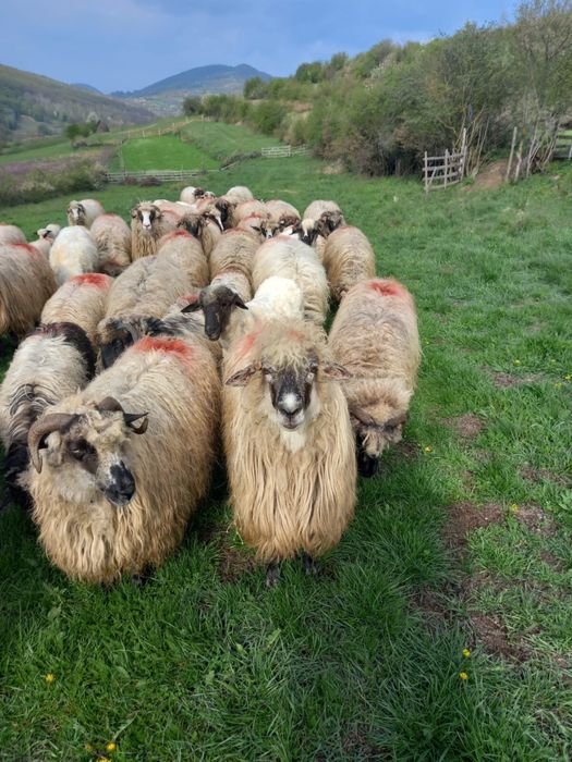 Vand oi tinere cu lapte