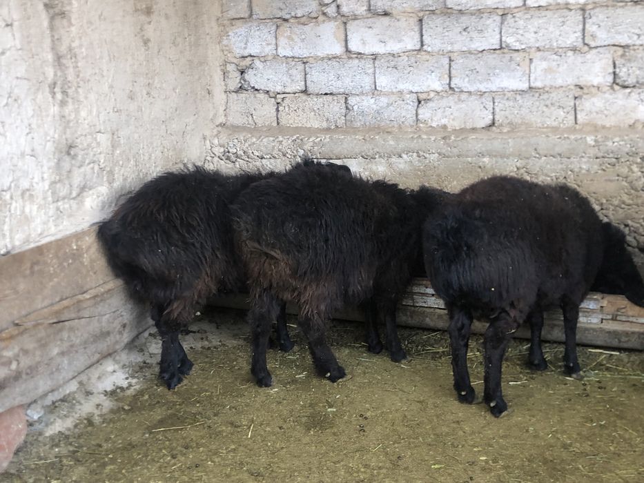 Қошкарлар токтылар