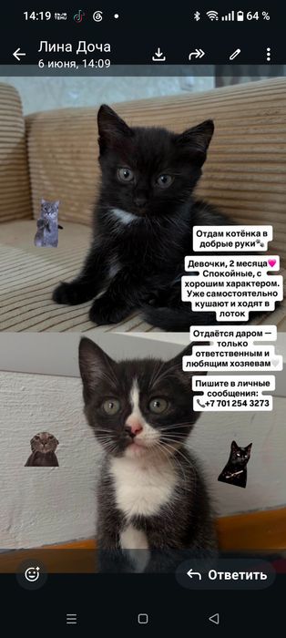 Отдам даром котят