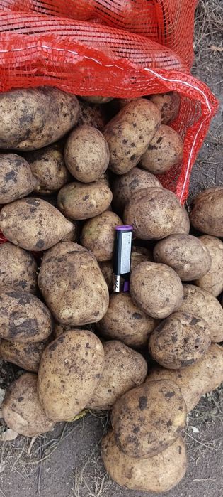 Картошка оптом от 20 тонн