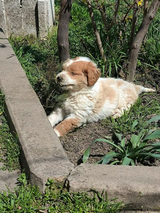 Мини Кокер на почти 3 месеца