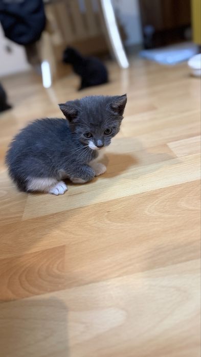 Отдаю котят бесплатно!