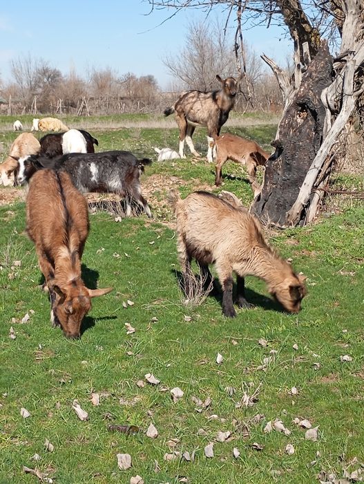 Заненский лагымен,альпи