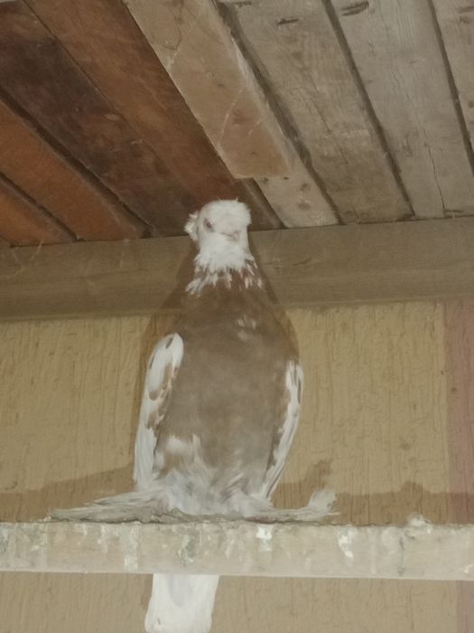 Голуби, Каптар, Кабутар