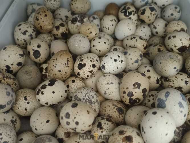 Бодене жумырткалары