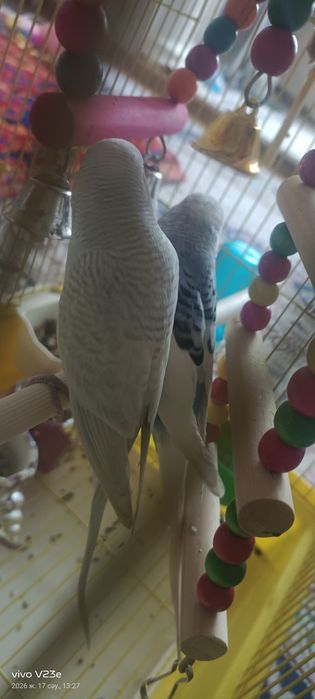 Тотыкыз сатылады