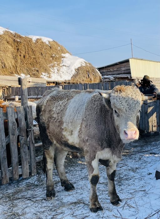 Продается. Бык.