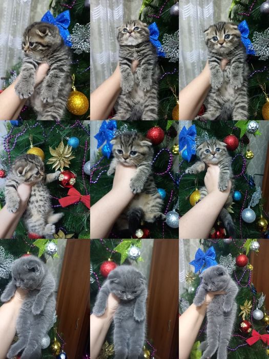 Продаются котята