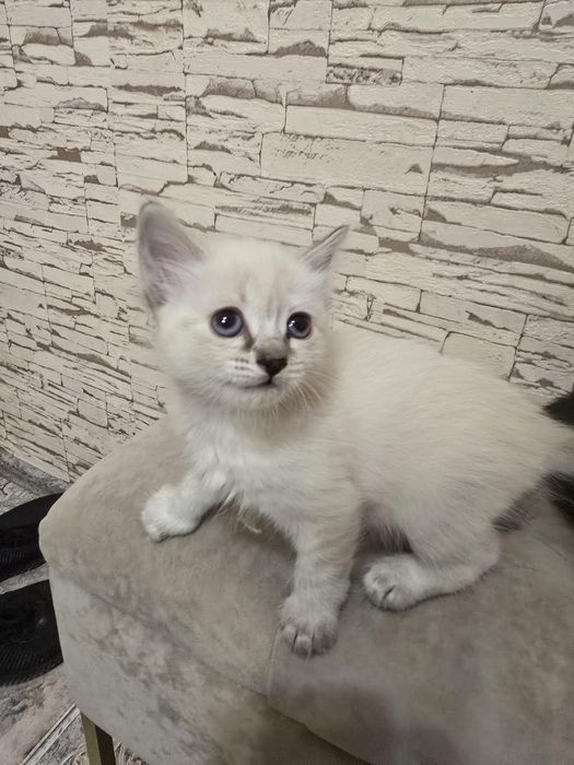 Котята 1,5месяца