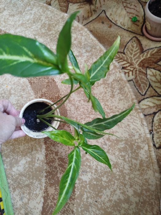 Продам цветок Сингониум!