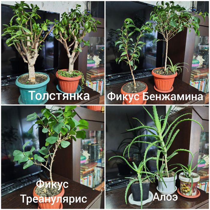 Продам комнатные растения