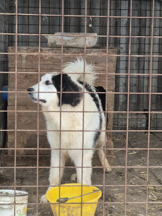 Mascul ciobanesc de bucovina