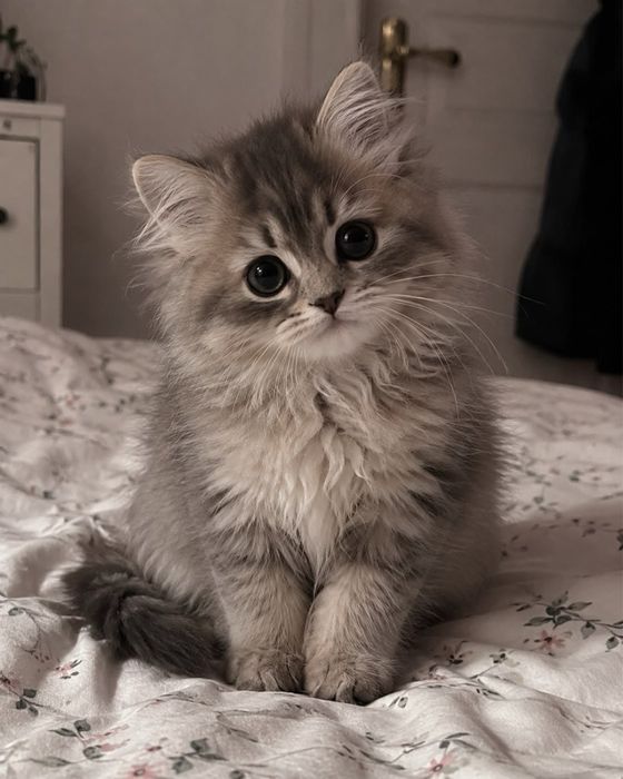 беру на передержку кошек