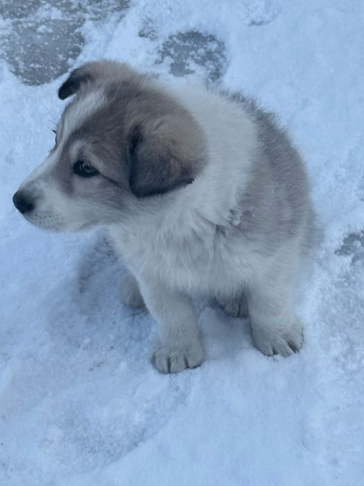 Ищем дом щенка!