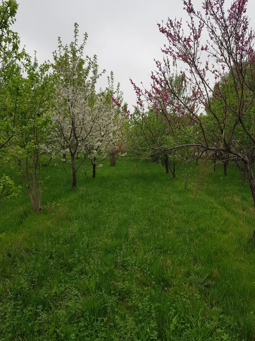 Namangan viloyati Mevali bo'g sotiladi