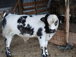 Schimb vacă Ucraina