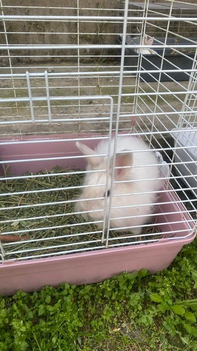 Декоративный кролик